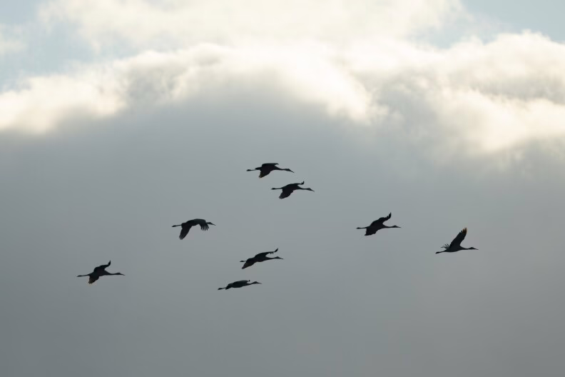 Millions of birds in flight as peak migration season approaches
