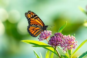 Monarch butterflies reach Michigan in annual migration
