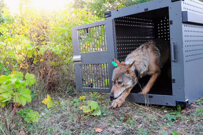 Researchers say remote Lake Superior island’s wolves are thriving as packs prey on moose