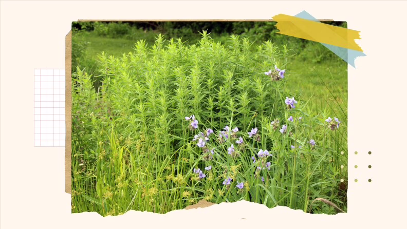 A guide to converting your lawn into a wildlife friendly garden 