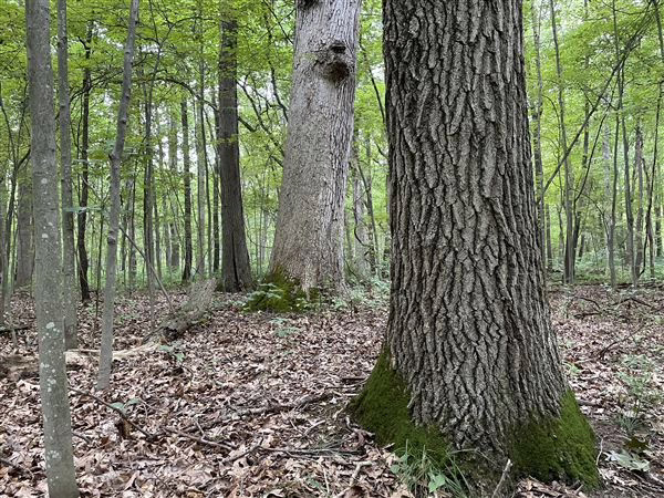 Another 20 acres of globally rare Oak Openings land acquired by Metroparks