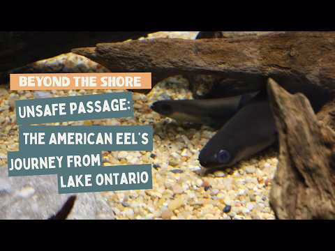 Beyond the Shore: Lake Ontario, Unsafe Passage