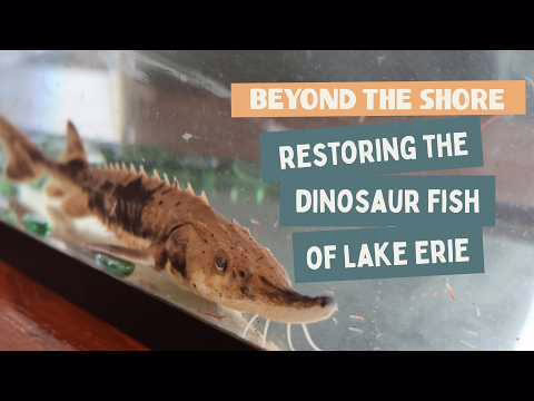 Beyond the Shore: Restoring the dinosaur fish of Lake Erie