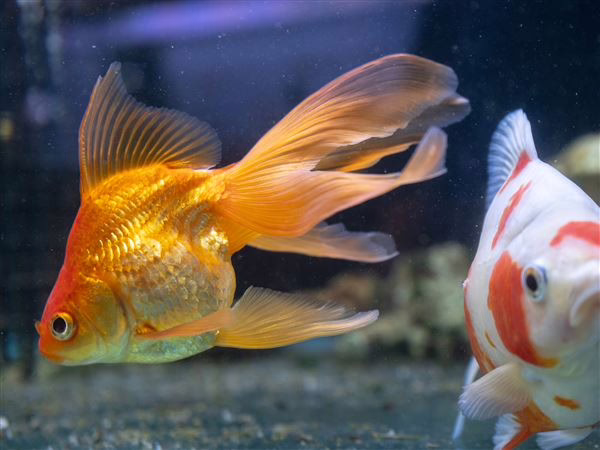 Little fish, big impact: UT study finds invasive goldfish affect freshwater lakes