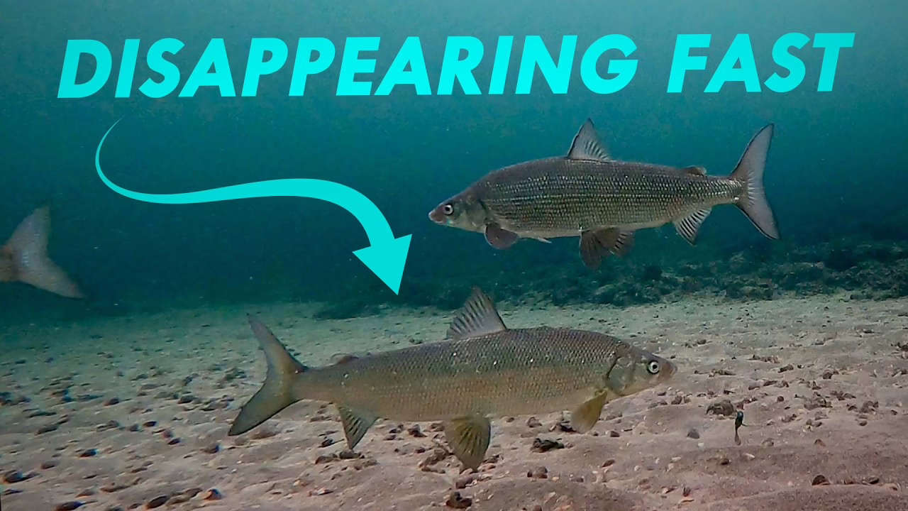 Michigan lawmakers may fund last-ditch effort to save whitefish