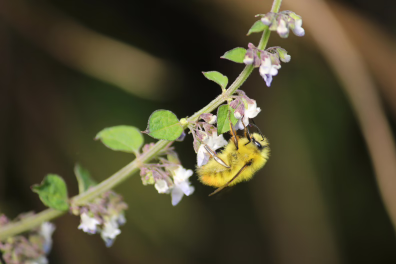 Preserving pollinators is good for health — and income