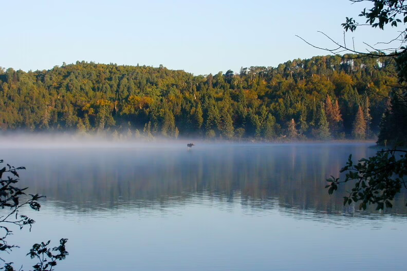 State report says 2025 was a wild ride for Michigan’s forests