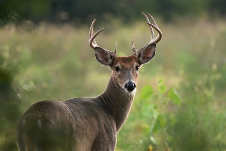 State wildlife officials move toward one-buck rule after hours of public debate