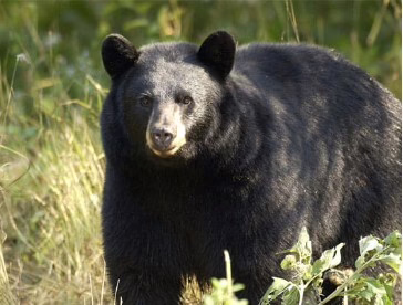 That black bear seen near Flat Rock is probably just looking for a new home — and love