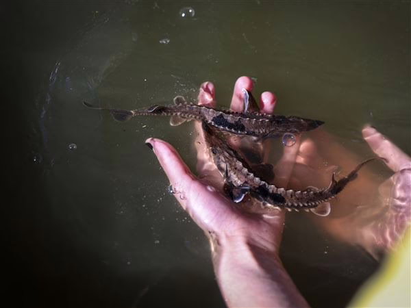 Big fish, big comeback: Lake sturgeon reintegration study shows signs of success
