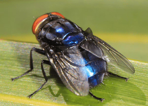 Michigan Agriculture officials say they are taking “decisive action” against the New World Screwworm