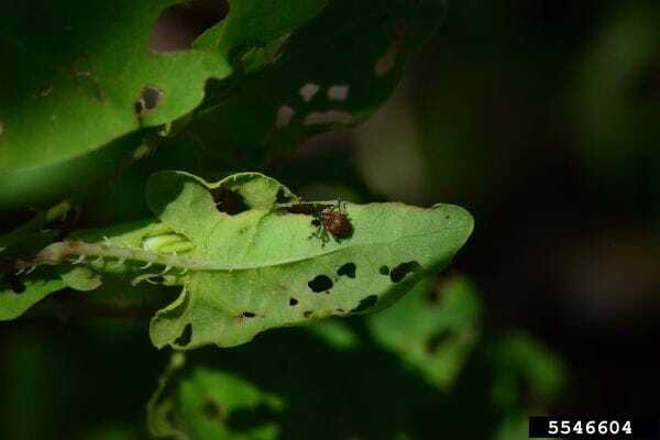 Michigan officials to release tiny mile-a-minute weevils in fight against invasive weed