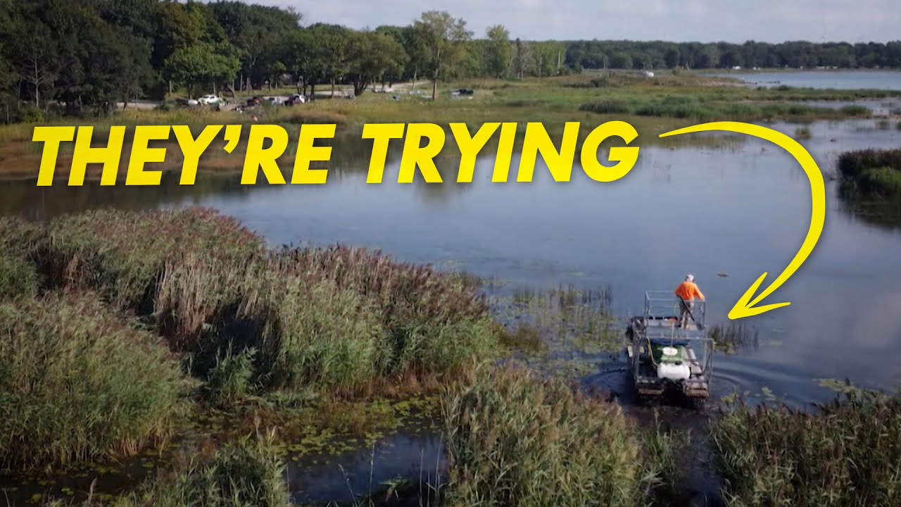 In Lake Superior, researchers find invasive bloody red shrimp are here to stay