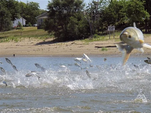 Task Force urges fast resumption of carp-barrier project